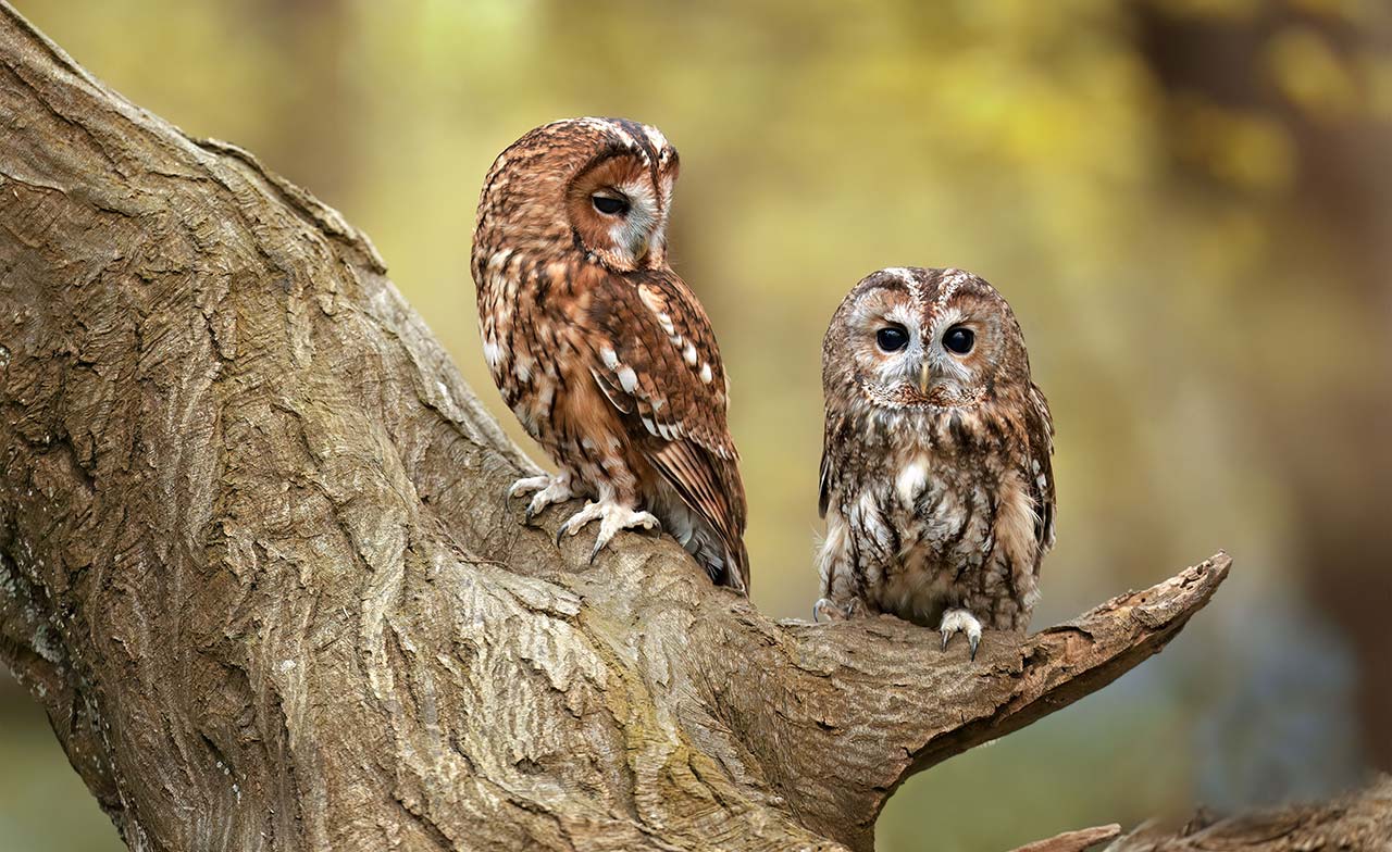How this pair of tawny owls will reproduce